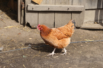 Brown hen walking. Farmyard scene. Rustic countryside life. Domestic bird closeup. Chicken in sunlight. Traditional village yard. Natural animal shot. Feathers in motion. Hen on dirt path.