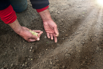 Old human worker sowing a pea