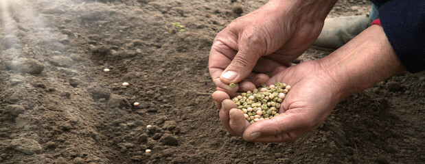 Old human worker sowing a pea