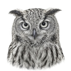 Obraz premium Isolated close up of a mesmerizing owl with wide blinking eyes capturing a range of expressions