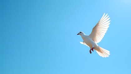 White Dove in Flight Against Blue Sky