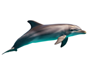 Graceful Aquatic Mammal Swimming In Clear Ocean Water