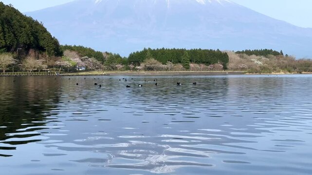 Lake Tanuki, serene scene of ducks swimming, with Mount Fuji towering in the background
