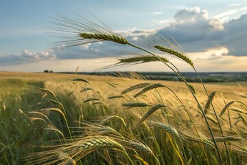 Photo of wheat spikelets in field