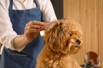 Groomer combing cute dog's hair in salon, closeup