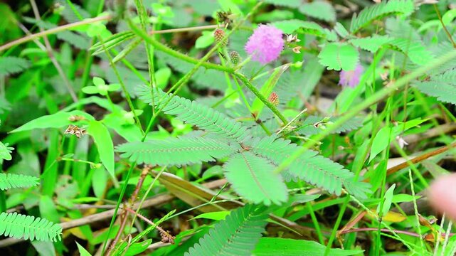 Mimosa pudica Linn (Putri Malu in Indonesian) is a short shrub belonging to the legume family that is easily recognized because its leaves can quickly close or wilt by themselves when touched.
