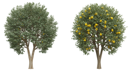 3 d lemon tree models fruiting and leaf stages