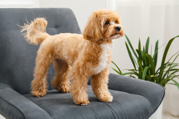 Cute Maltipoo dog in armchair at home