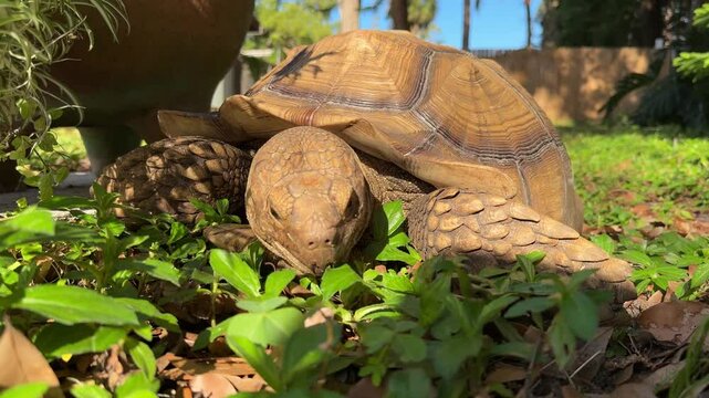 African Spurred Tortoise or Sulcata Tortoise Eating Grass close up