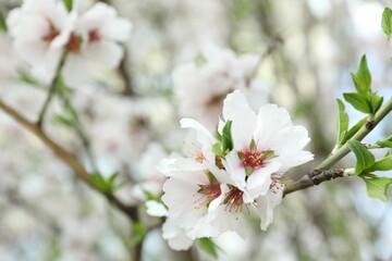 Beautiful blossoming cherry plum tree with white flowers outdoors, closeup