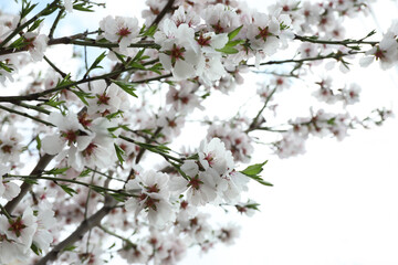 Beautiful blossoming cherry plum tree with white flowers outdoors, closeup