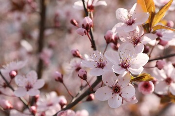 Beautiful blossoming cherry plum tree with pink flowers outdoors, closeup