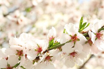 Obraz premium Beautiful blossoming cherry plum tree with white flowers outdoors, closeup