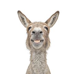 Obraz premium Smiling donkey headshot isolated on white background