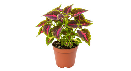 Fototapeta premium Colorful coleus houseplant in pot