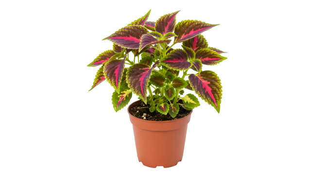 Colorful coleus houseplant in pot