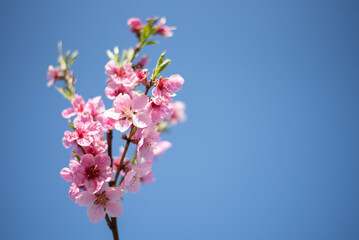 cherry blossom trees against blue sky