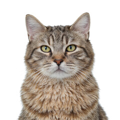 Obraz premium Isolated cross eyed tabby cat headshot on white background