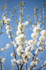 Fototapeta premium blossom on trees, spring beauty of nature