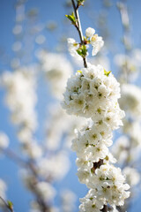 blossom on trees, spring beauty of nature