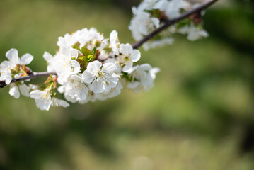blossom on trees, spring beauty of nature