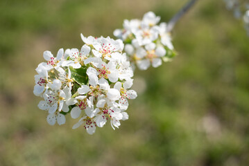 blossom on trees, spring beauty of nature