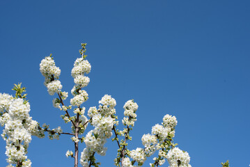 blossom on trees, spring beauty of nature