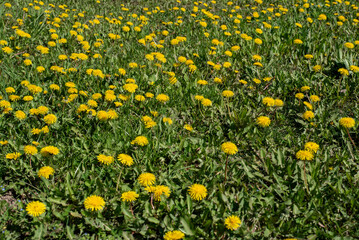 Yellow Dandelion Field, Spring Beauty of Nature