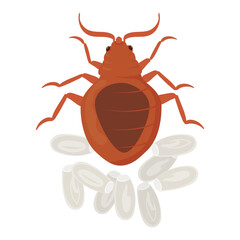 Bed Bug Laying Eggs, Pest Control and Infestation