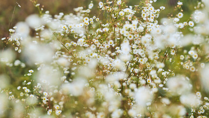 Delicate white wildflowers create a dreamy, blurred background, perfect for nature inspired projects