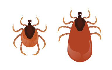 Two orange mites, bloodsucking parasites, are waiting for their host on white background