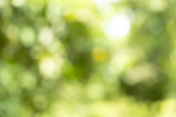 Obraz premium Abstract Bokeh Background of Lush Green Leaves