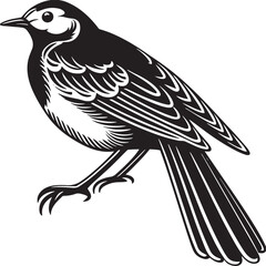 Obraz premium White Wagtail silhouette vector design
