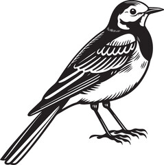 Naklejka premium White Wagtail silhouette vector design