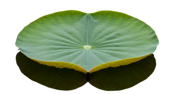 Floating lotus leaf reflection