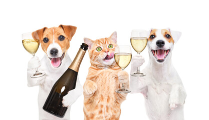 Portrait of two Jack Russell Terrier dogs and a Scottish Straight cat with champagne in their hands isolated on a white background