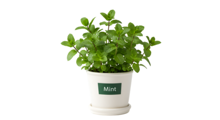 Fresh green mint plant in pot