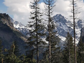 Towering snow-covered Tatra peaks seen through sparse pine trees in a dense forest with rugged cliffs and soft clouds in a clear blue sky