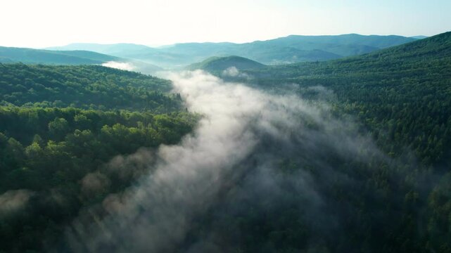 Aerial view of dense forest shrouded in morning mist, with fog weaving through trees and rolling hills. Vibrant green foliage contrasts with soft white clouds, creating serene and mystical atmosphere.
