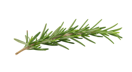 Fresh rosemary sprig culinary herb