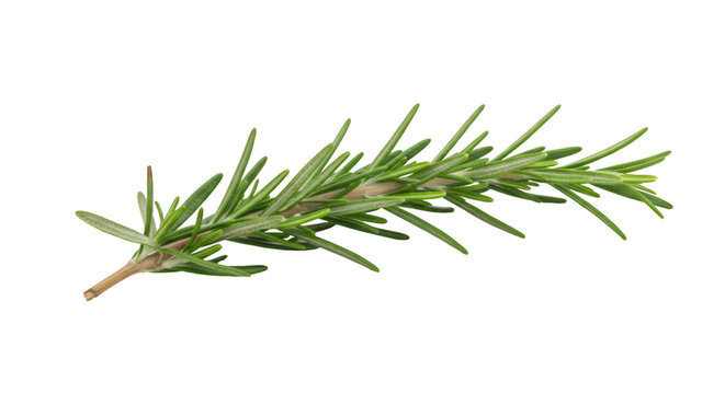 Fresh rosemary sprig culinary herb