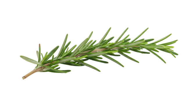 Fresh rosemary sprig culinary herb