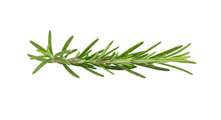 Naklejka premium Fresh rosemary sprig culinary herb