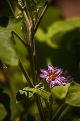 Flower of the eggplant (Solanum torvum) 16181