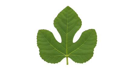 Fototapeta premium Green fig leaf macro photography