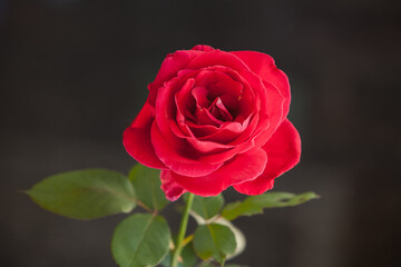 Single Red Rose isolated on black 16609