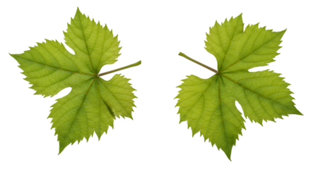 Green grape leaves black background