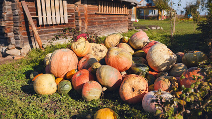 Colorful pumpkins harvested and piled on grass in front of a wooden rural house, creating an...