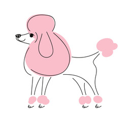 Purebred fluffy poodle hand drawn