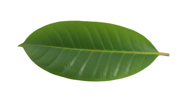Green leaf closeup isolated on black